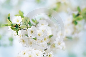 Blooming plum tree branches with white flowers in a fruit garden against a blue sky