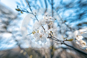 Blooming plum tree magnificent white blossom, beautiful bright spring background macro shot