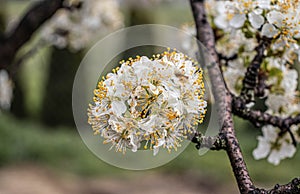 Blooming Plum Tree - Prunus domestica