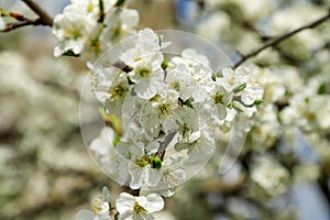 Blooming plum tree in spring, close-up