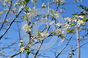 Blooming plum tree in spring garden. Branches with white flowers against clear blue sky