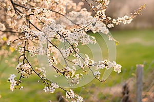 Blooming plum tree trunk with flowers in spring time. Sun shining with warm light at sunset, shallow depth of field