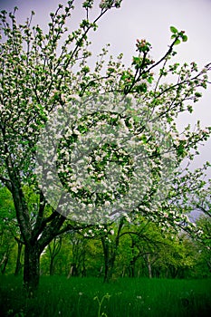 Blooming Plum Trees