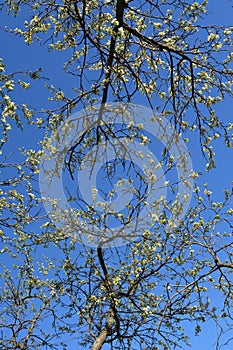 Blooming plum trees on the background of blue sky