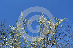 Blooming plum trees. Branches with many white flowers against clear blue sky. Spring in the garden