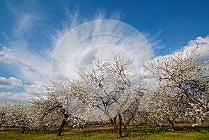 Blooming plum trees in the garden against the background of blue sky and clouds