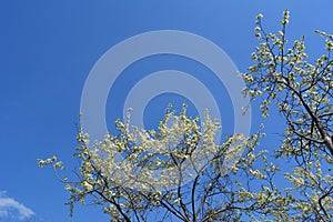 Blooming plum trees in spring garden. Branches with many white flowers against clear blue sky