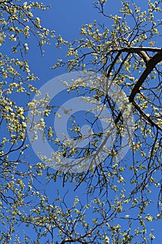 Blooming plum trees. View from below on branches with white flowers against clear blue sky