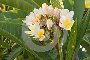 Blooming plumeria branch. White and yellow plumeria flowers, buds and green leaves. Floral garden summer background