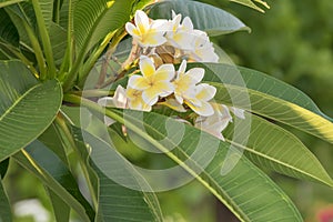 Blooming plumeria branch. White and yellow plumeria flowers. Floral garden background