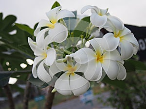 Blooming Plumeria Flowers