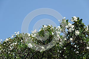 Blooming plumeria frangipani tree with white blossoms -  blue sky in the background - copy space