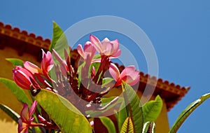 Blooming Plumeria rubra or Frangipani tree pink flowers in the garden of Tenerife,Canary Islands,Spain.Tropical plants concept.