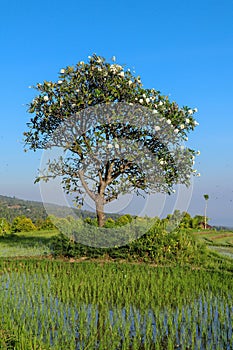 Blooming Plumeria tree with white and yellow flowers in paddy fields. Frangipani rises above fields with young rice seedlings.