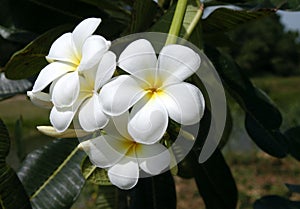 Blooming Plumerias