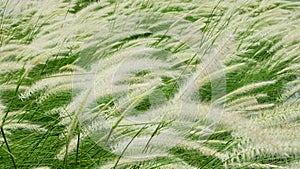 Blooming poaceae in field