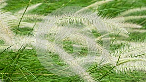 Blooming poaceae in field