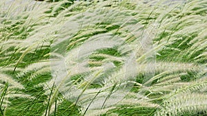 Blooming poaceae in field