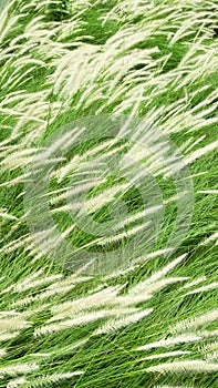 Blooming poaceae in field