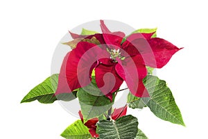 The flowering Poinsettia