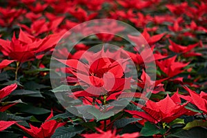 Blooming poinsettia, red leaves of christmas flower close up