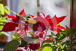 Blooming Poinsettia on window, Christmas Star beautiful red flower