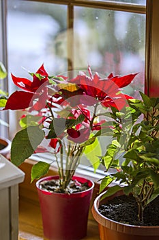 Blooming Poinsettia on window, Christmas Star beautiful red flower