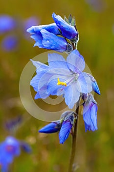 Blooming Polemonium acutiflorum (Jacob's ladders)