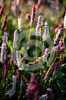 Blooming Polygonum affine in garden. Bistorta affinis blooming plants in summer park. Backlit flower