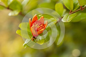 Blooming pomegranate flower. Orange flowers on the pomegranate tree