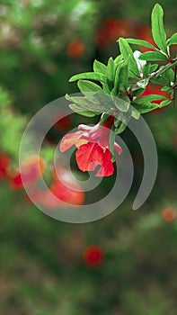 Blooming pomegranate in orchard in Greece. Red garnet flower on green floral background. Spring blossom. Vertically