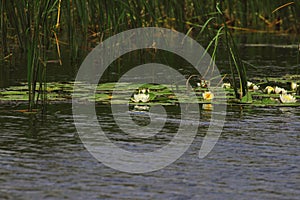 Blooming pond