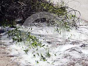 Blooming poplar fluff like snow lying on the ground