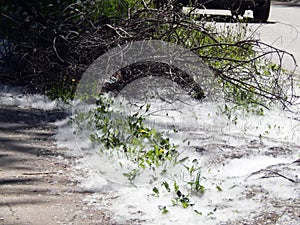 Blooming poplar fluff like snow lying on the ground