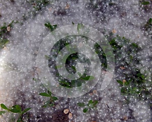 Blooming poplar fluff like snow lying on the ground