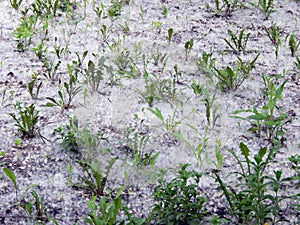 Blooming poplar fluff like snow lying on the ground
