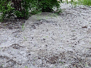 Blooming poplar fluff like snow lying on the ground