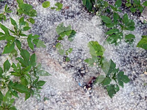 Blooming poplar fluff like snow lying on the ground