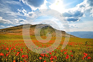 Blooming poppies