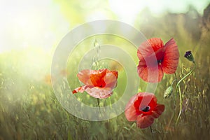 Blooming poppies on the field.