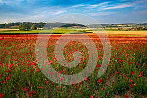 Blooming poppies in flanders fields