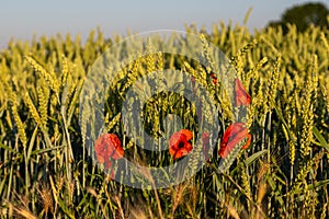 Blooming poppies between Maastricht and Riemst in agricultural fields with wheat and grain in Vroenhoven