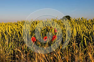 Blooming poppies between Maastricht and Riemst in agricultural fields with wheat and grain in Vroenhoven