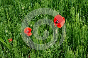 Blooming poppies in the meadow