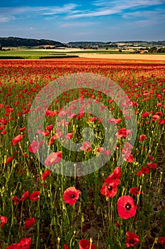 Blooming poppies in a meadow