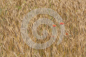 Blooming poppies on a ripe wheat field