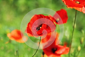 Blooming poppies on the spring summer field