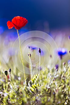 Blooming poppy with blue background