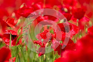 Blooming poppy field detail, close-up with blurred red background, green furry sharp plant stems. Fresh flowers in the sunlight,