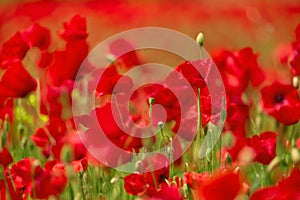 Blooming poppy field detail, close-up with blurred red background, green furry sharp plant stems. Fresh flowers in the sunlight,